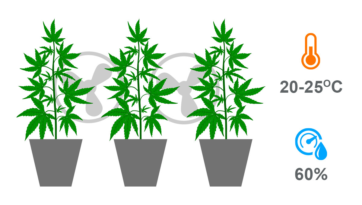 Optimal conditions to prevent Bud Rot