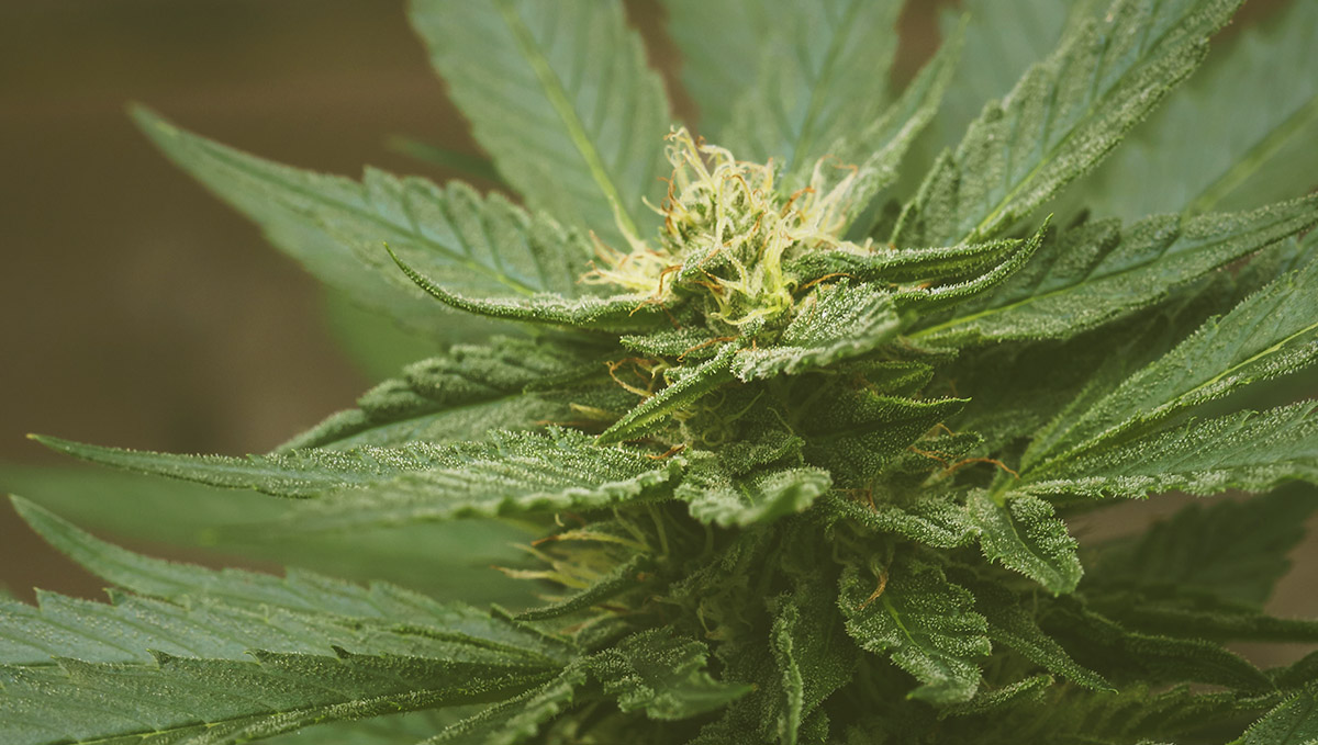 Pinene is the terpene characteristic of that woody, foresty weed flavor.