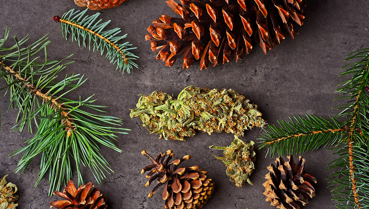 Find out where to find pinene terpenes.