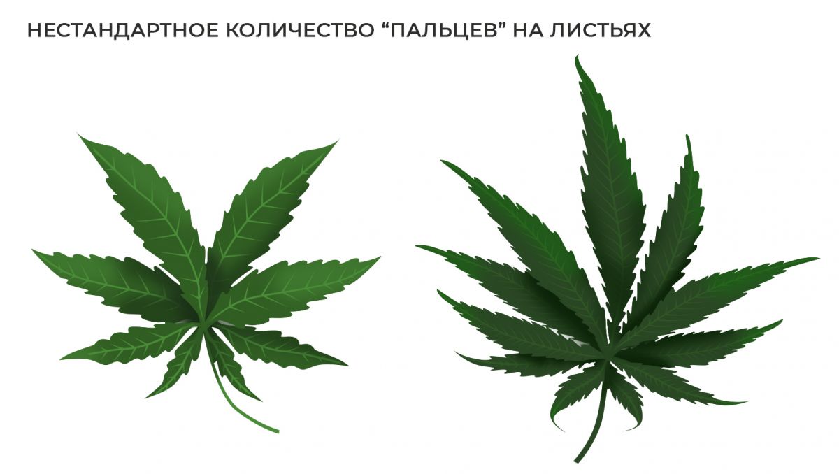 Распространенные мутации: нестандартное количество пальцев