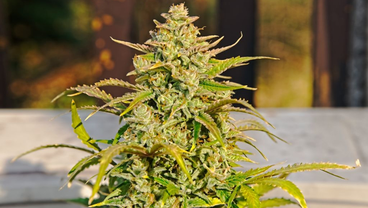 9 time-saving tips: grow autoflowers