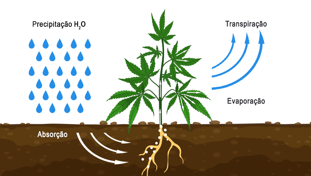 Com que frequência devo regar as minhas plantas: metabolismo