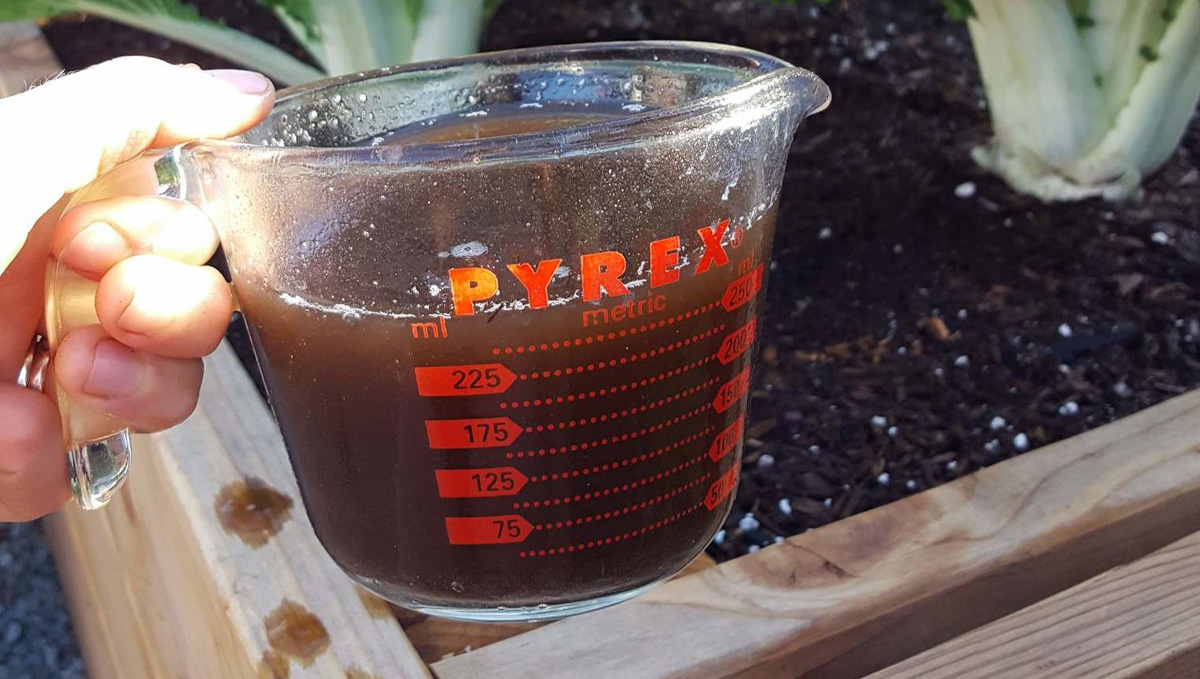 Organic teas for cannabis: benefits