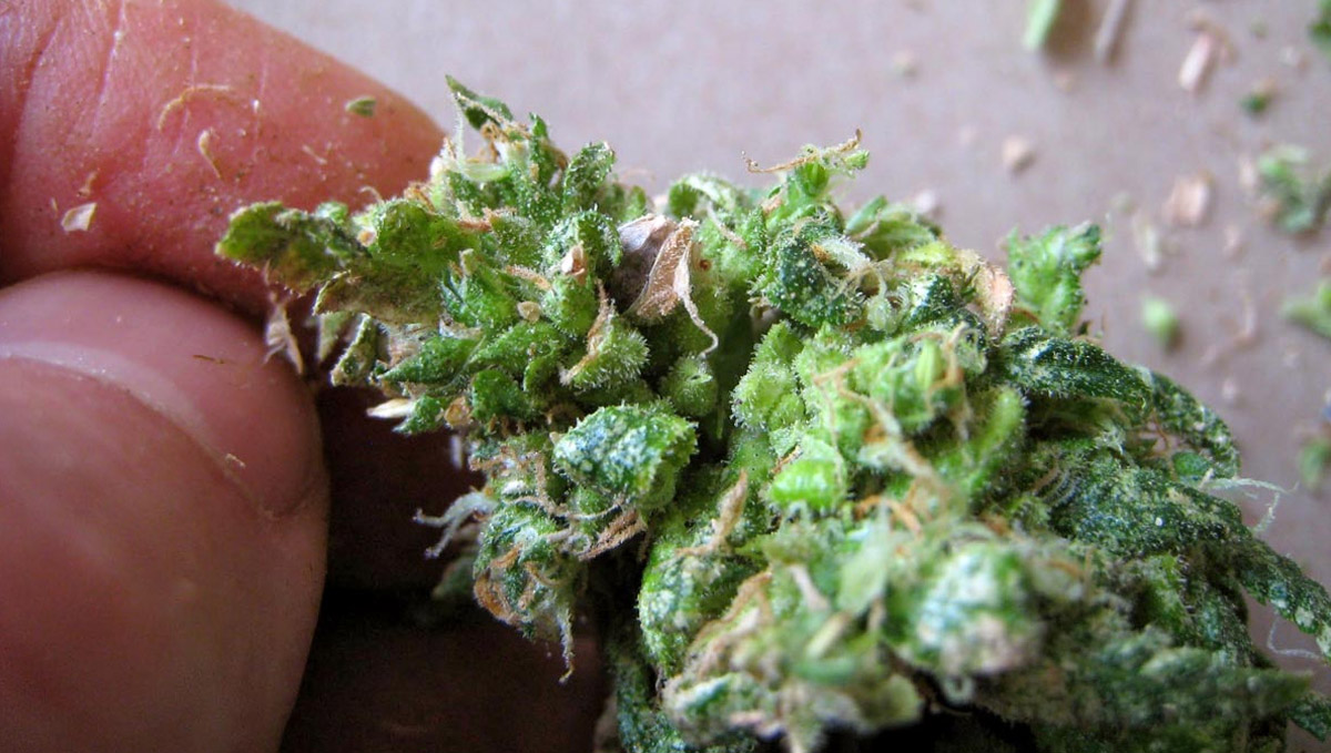 Make sure you remove the seeds in your buds. Make sure you remove the seeds in your buds.
