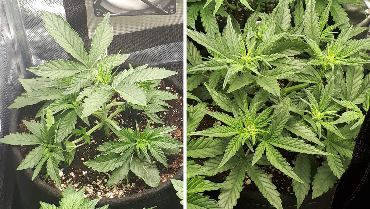 Strawberry Pie Auto Cannabis Strain Week-by-Week Guide: 4-weeks-old autoflowers with preflowers Strawberry Pie Auto Cannabis Strain Week-by-Week Guide: 4-weeks-old autoflowers with preflowers