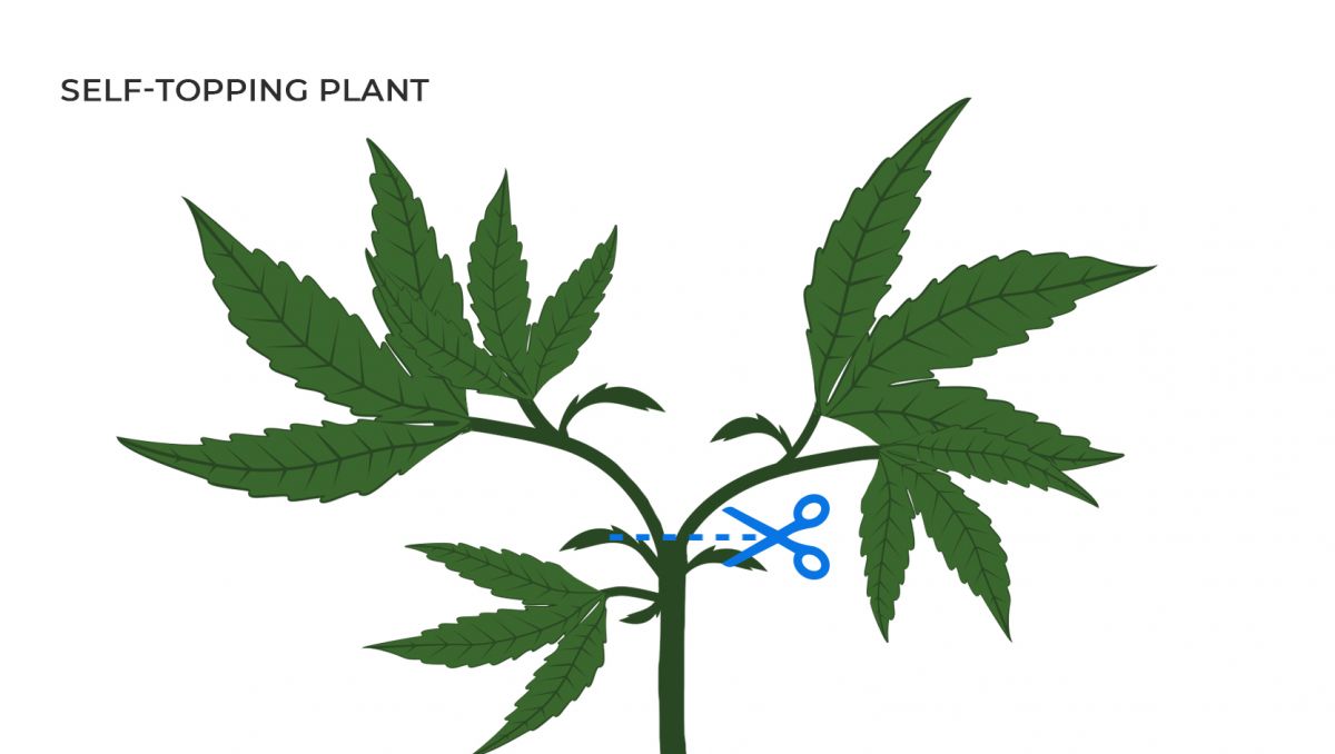 Common cannabis mutations: self-topped plant
