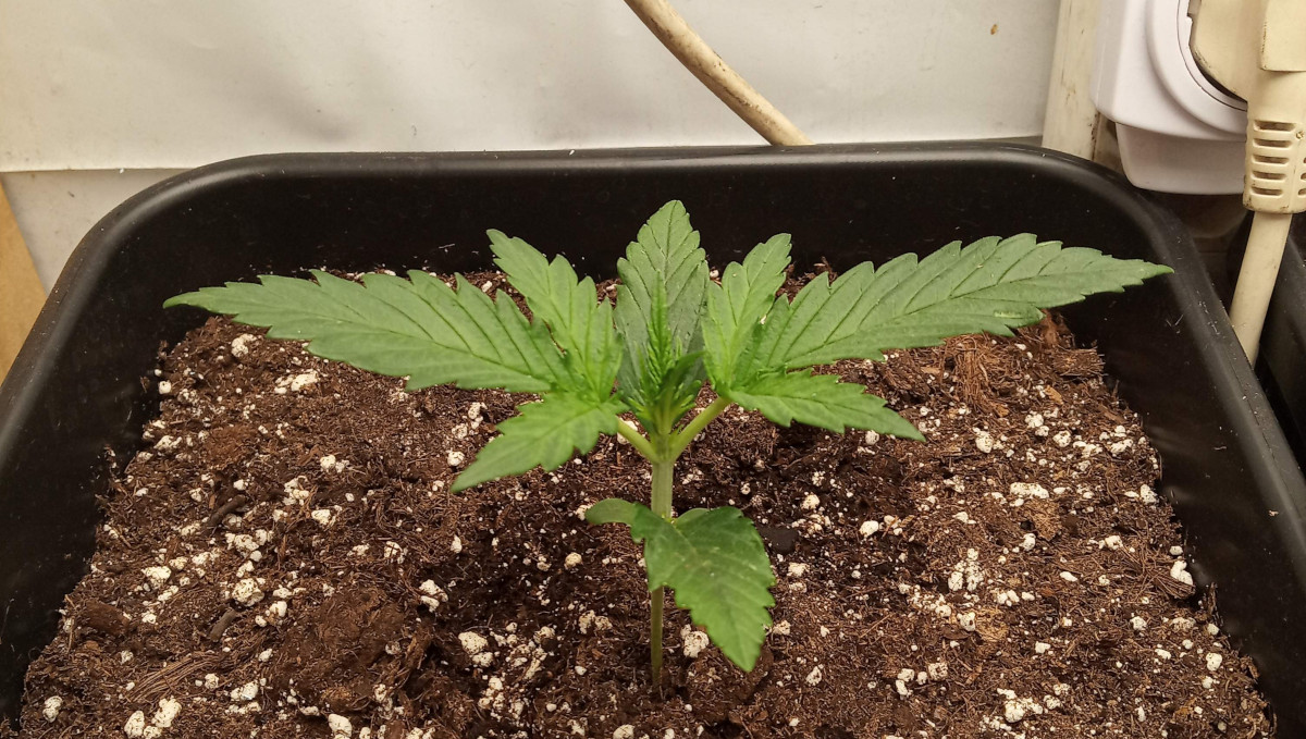 Gelato Auto Cannabis Strain Week-by-Week Guide: A 9-day-old seedling Gelato Auto Cannabis Strain Week-by-Week Guide: A 9-day-old seedling