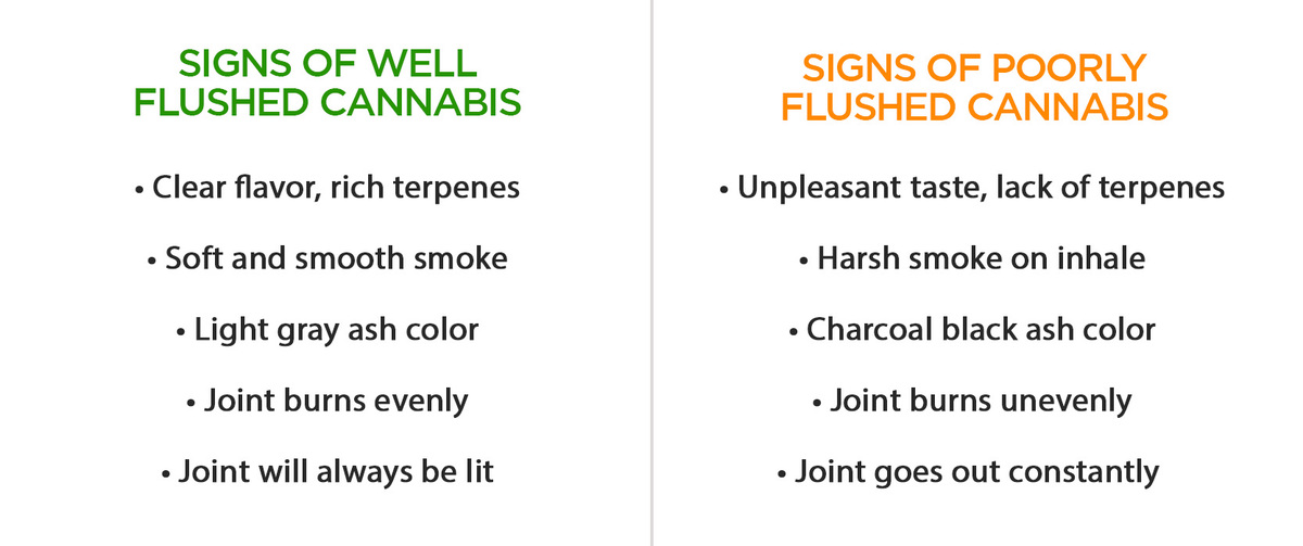 Signs of Well and Bad Flushed Cannabis Signs of Well and Bad Flushed Cannabis