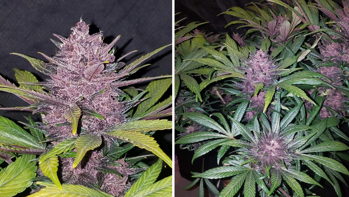 The top 5 fastest autos: blackberry auto