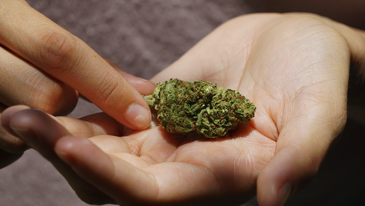 Weed buds quality and potency changes over time. Weed buds quality and potency changes over time.