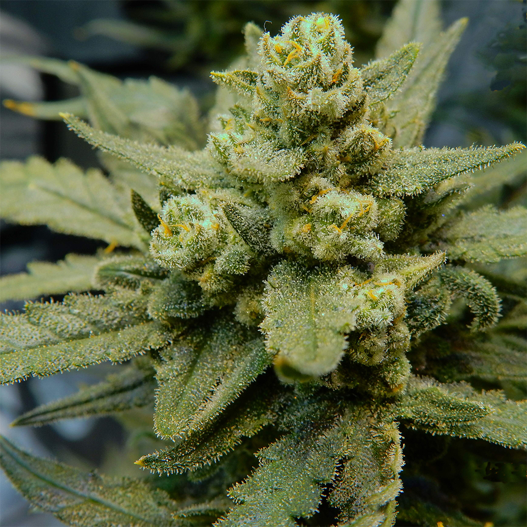 Fast-buds-medicine-man-white-rhino-ryder.jpg Fast Buds Rhino Ryder