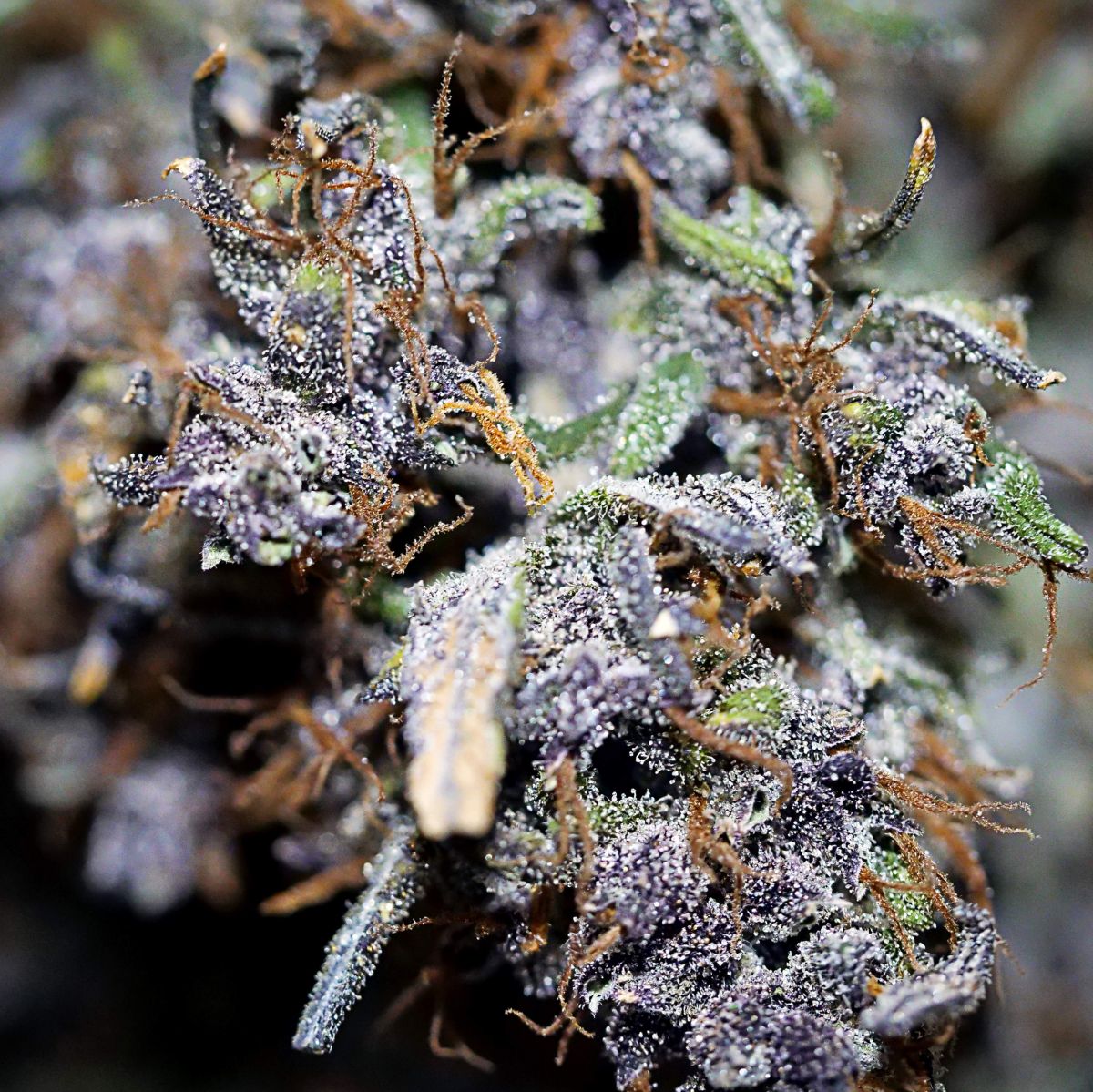 Puple lemonade by BIgDaddyK