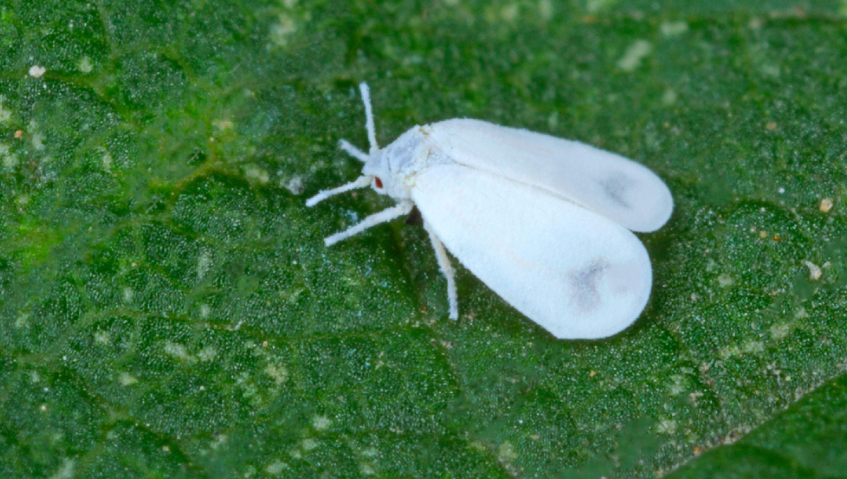 Most Common Pests In Cannabis: White Flies | Fast Buds