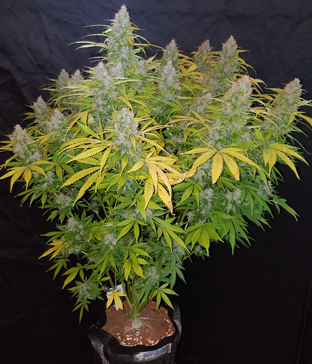 Fast Buds California Snow grown by @bangdangbuds on Instagram