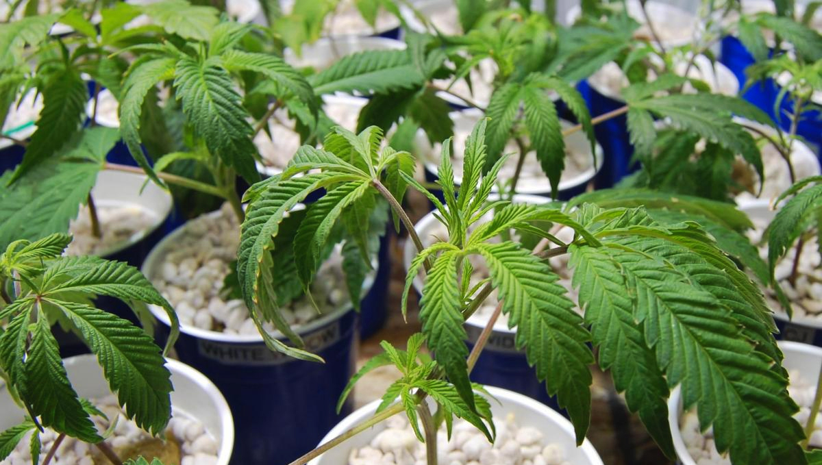 Avoid overwatered weed plants!