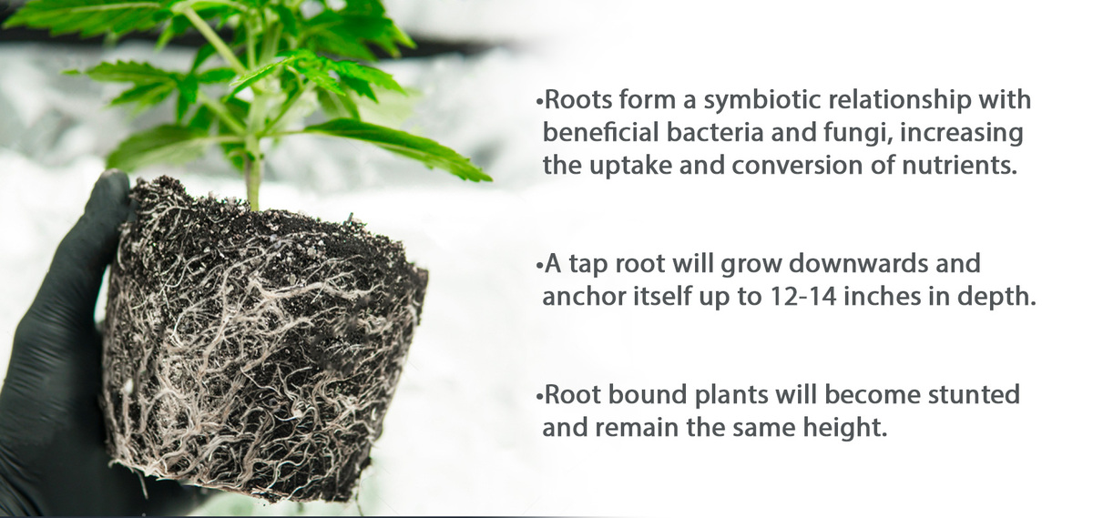 Best Pot Size for Autoflowering Seeds Fast Buds