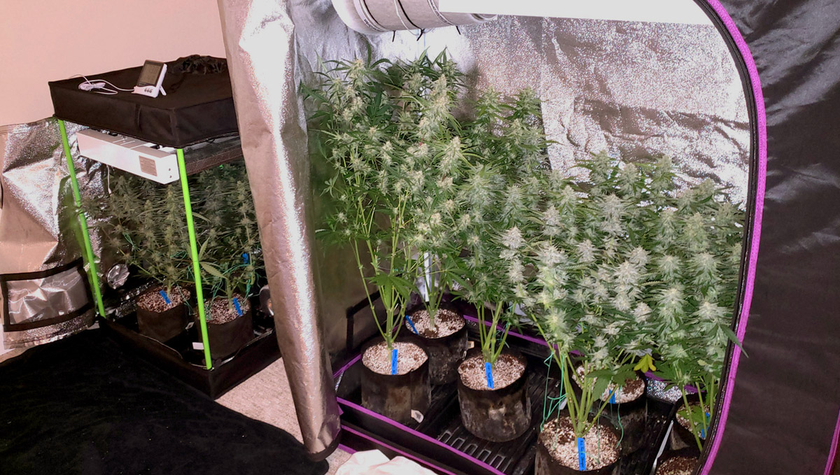 Two chambered tents are one step closer to the ultimate perpetual harvest.