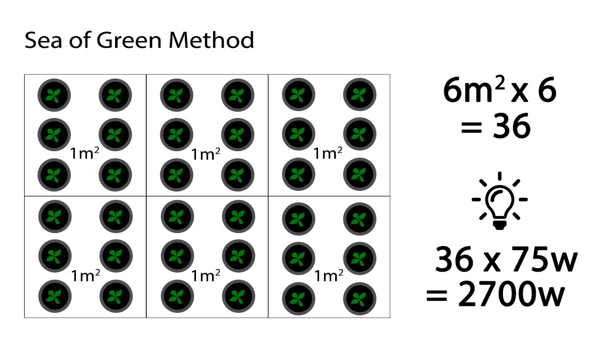 How many autoflowers in a square meter: Wattage needed with sea of green