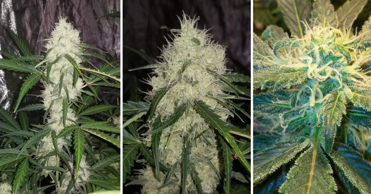 White Widow Auto guide: week 7