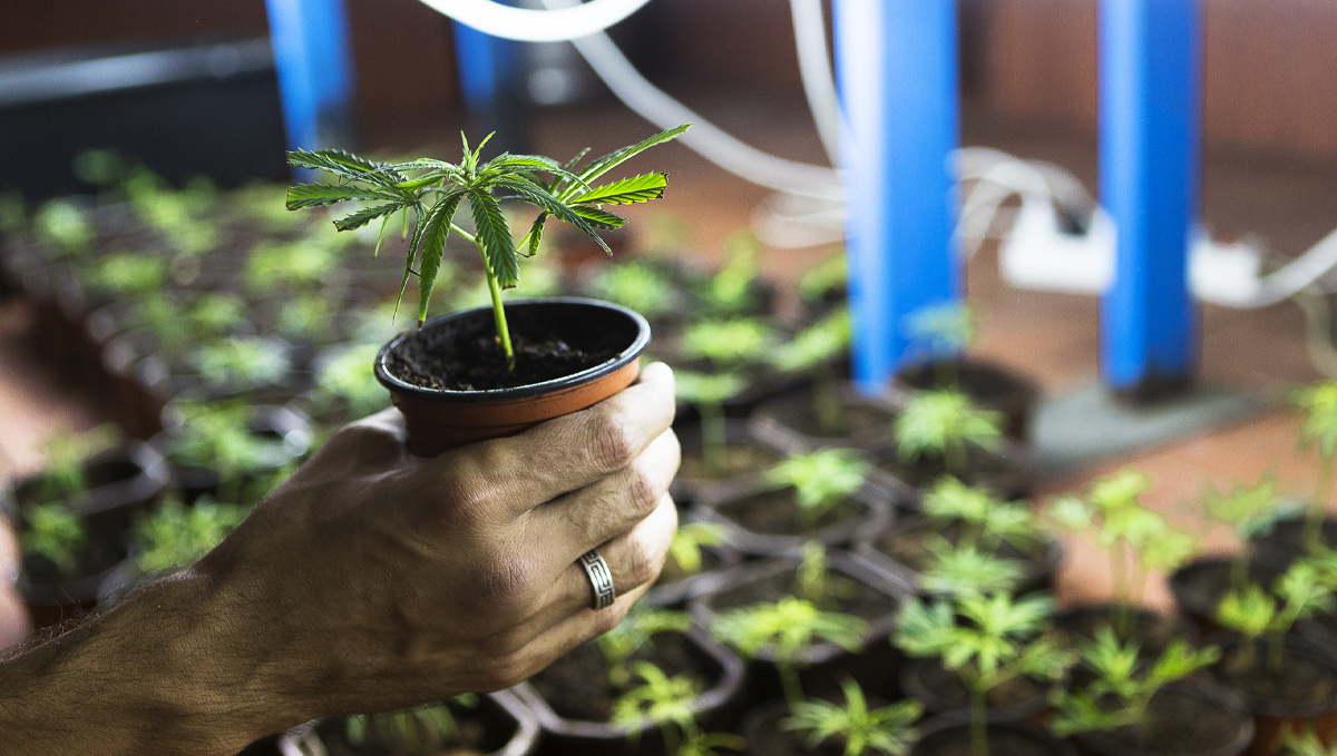 Cannabis plant tissue culture: cloning vs tissue culture