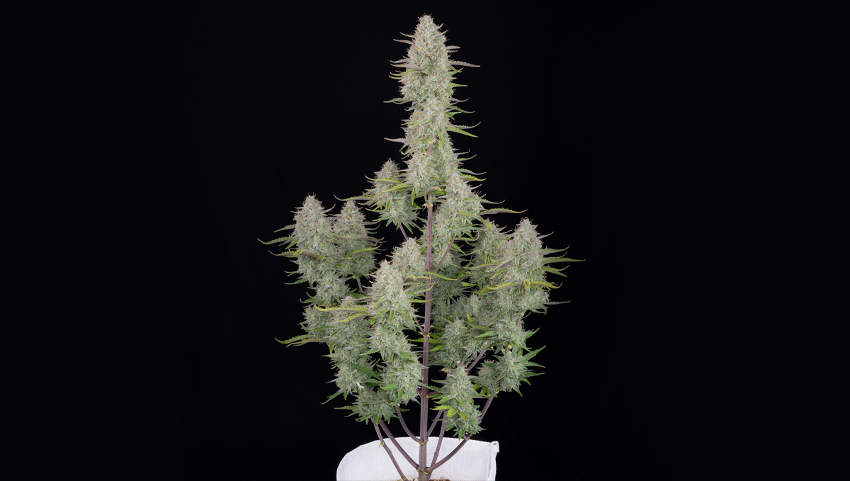 Top 10 strains to grow outdoors: Wedding Cheesecake Auto