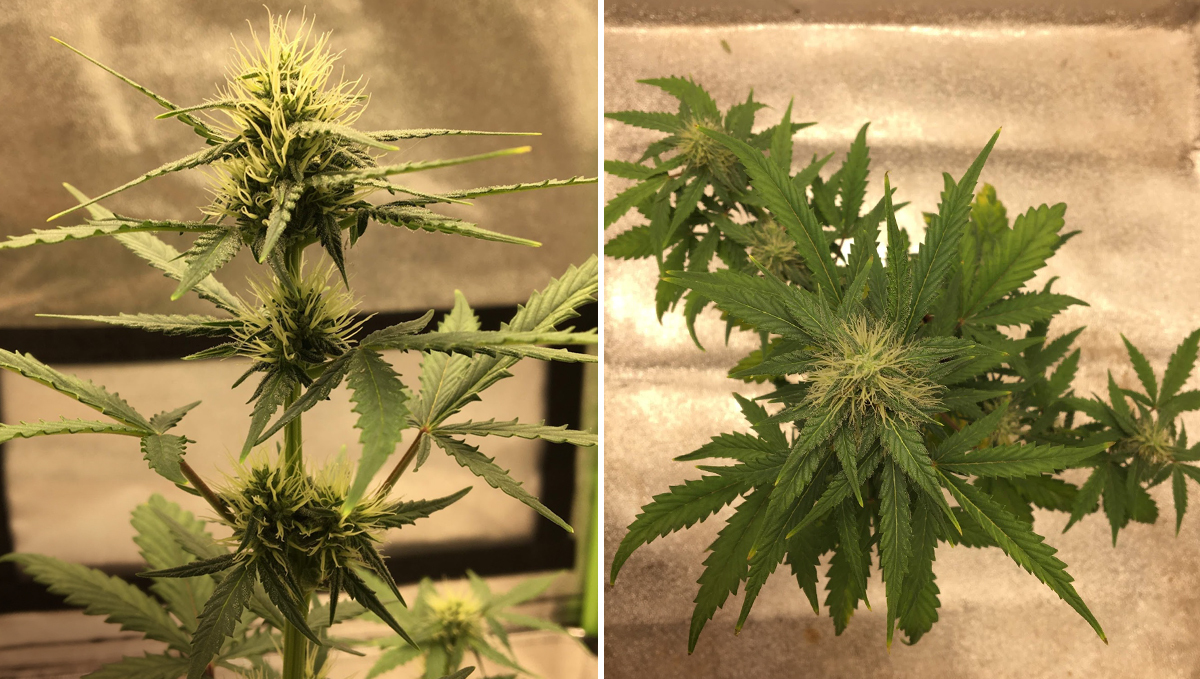 Amnesia Haze Auto: week 6