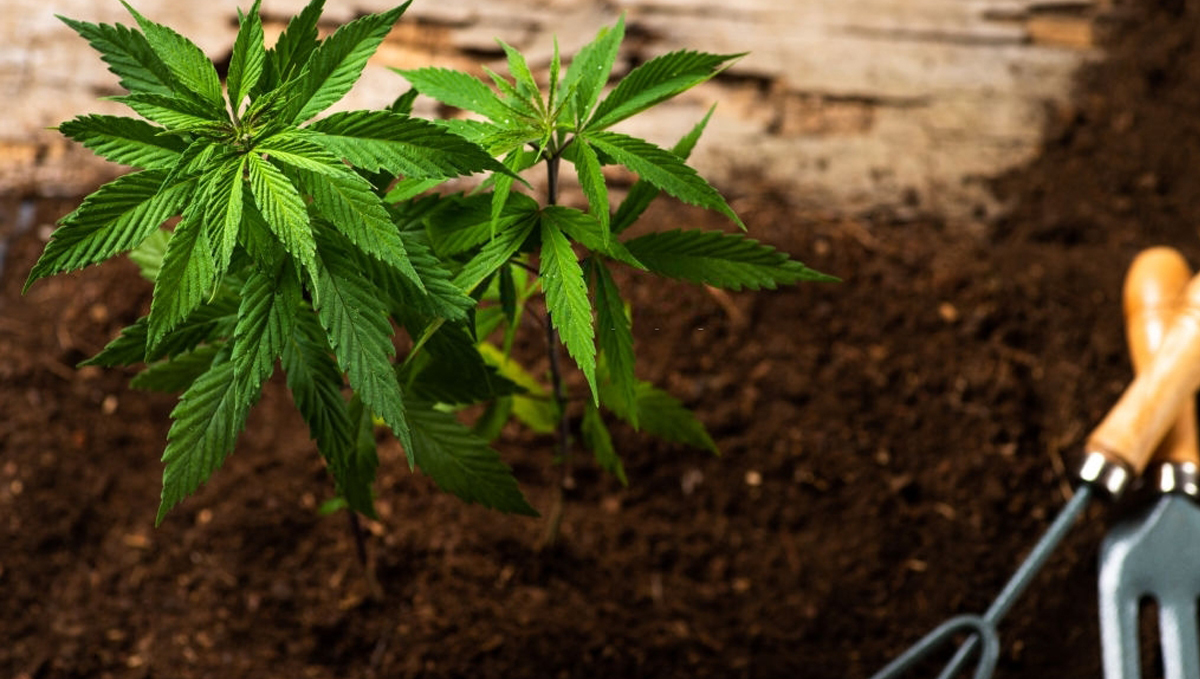 Bio tabs usage guide: products