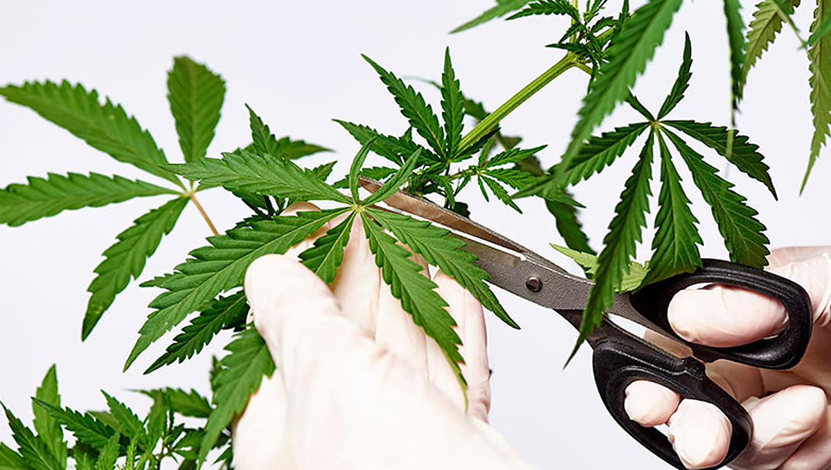 Hop latent viroid: how does it spread?