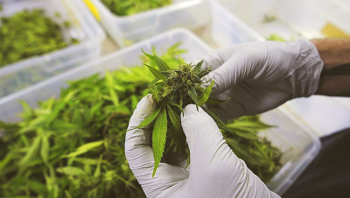 Organic chemist E. J. Corey started investigating caryophyllene in the 60s. Organic chemist E. J. Corey started investigating caryophyllene in the 60s.