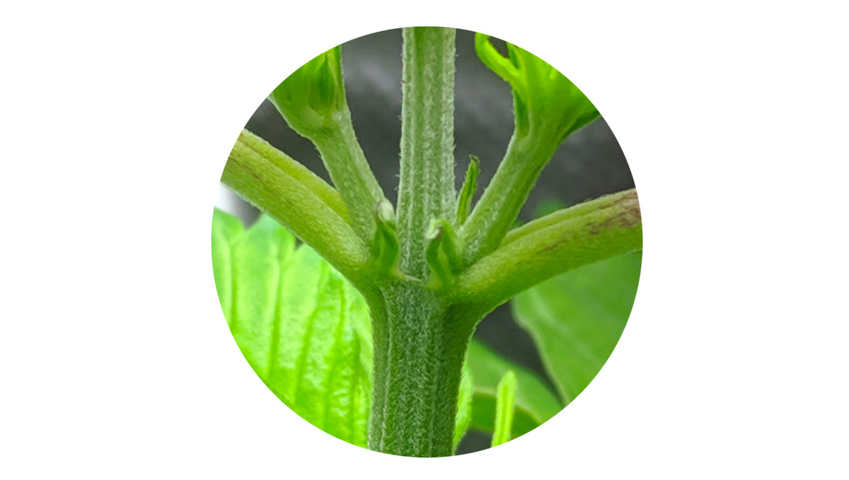 Vorblütephase einer Cannabispflanze