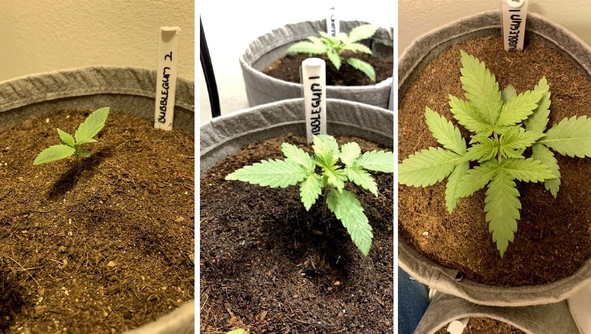 BubbleGum Auto: week 2