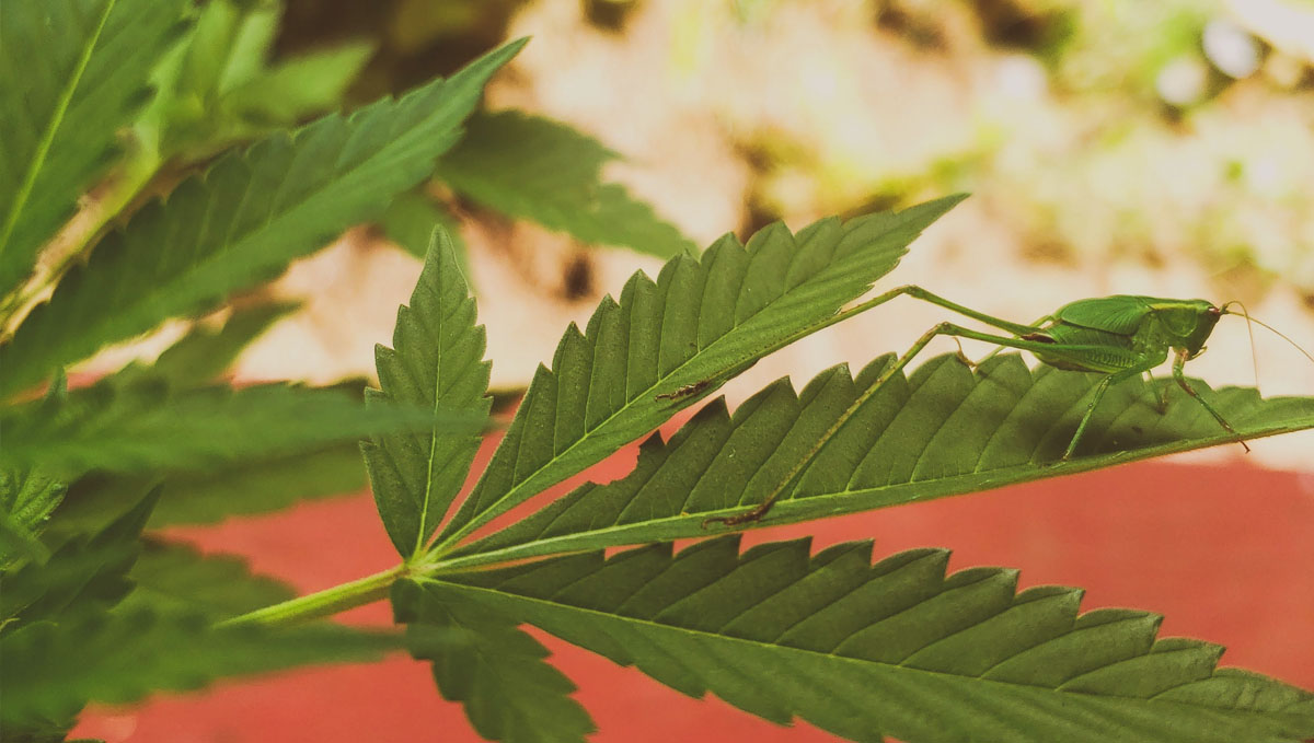 Check out for any visible signs of a grasshopper pest in your cannabis plants. Check out for any visible signs of a grasshopper pest in your cannabis plants.