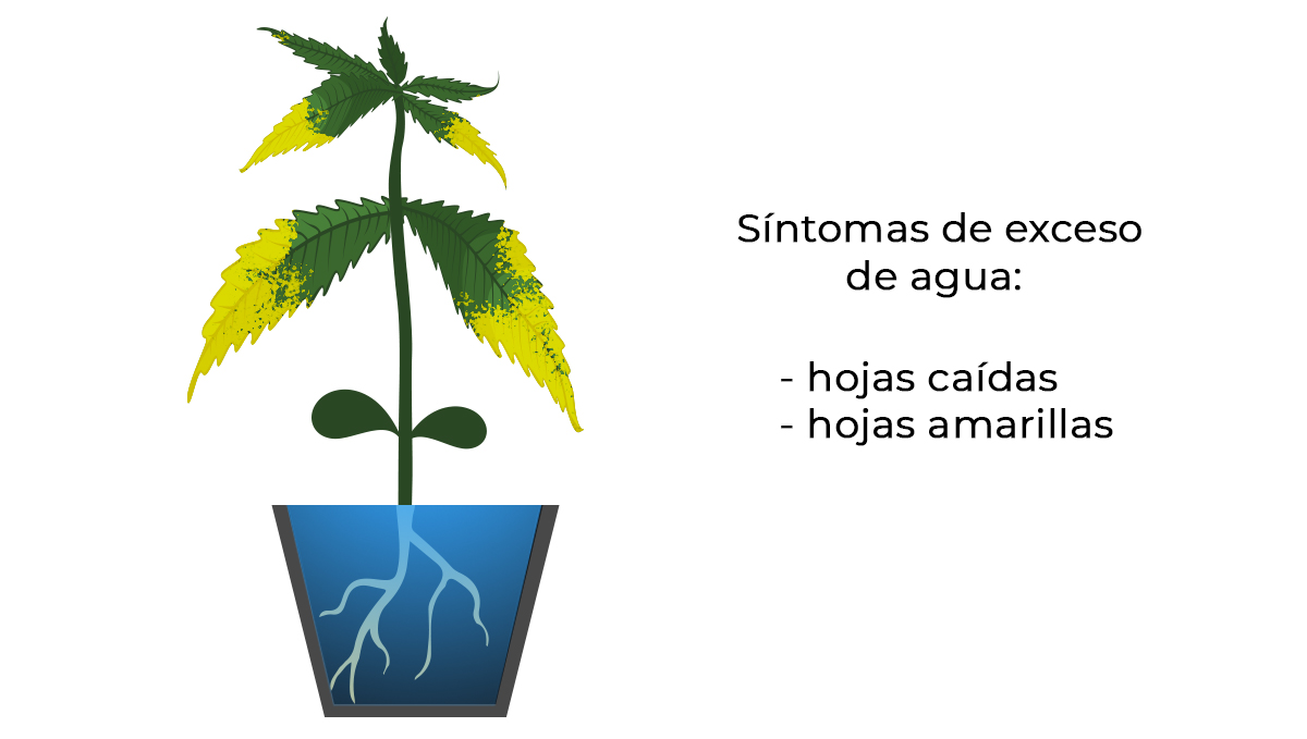 Problemas comunes de las plántulas de cannabis: riego excesivo Problemas comunes de las plántulas de cannabis: riego excesivo