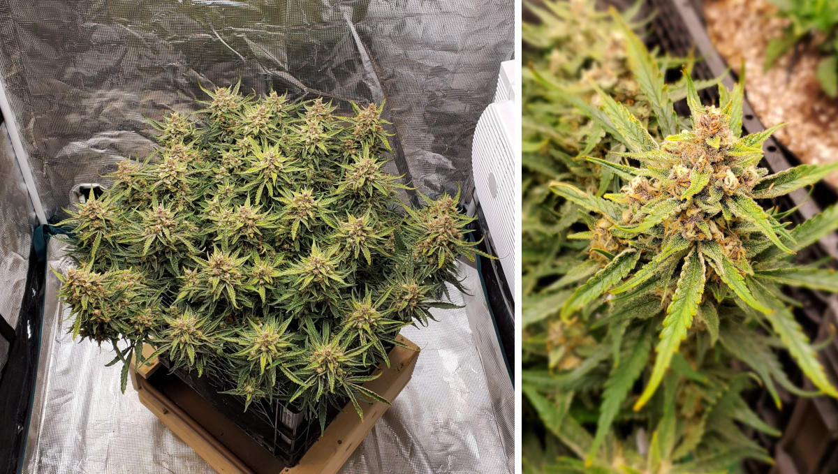 Gelato Auto Cannabis Strain Week-by-Week Guide: A very wide multi-top weed bush in a tent and her big mature cola Gelato Auto Cannabis Strain Week-by-Week Guide: A very wide multi-top weed bush in a tent and her big mature cola