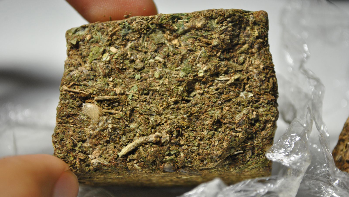 Sinsemilla: the history