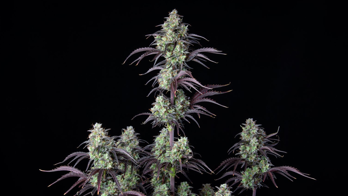 Top 10 strains to grow outdoors: Mimosa Cake Auto