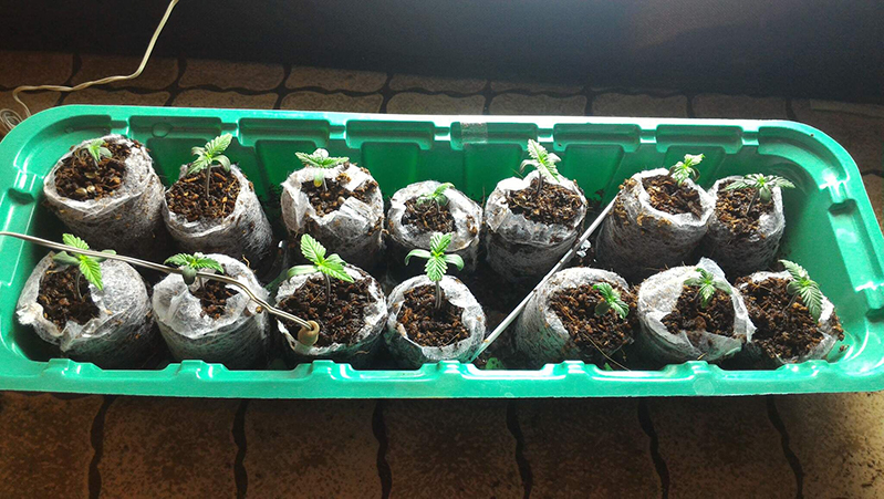 Fast Buds Seedlings in Coco