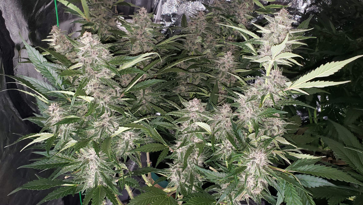 Strawberry Pie Auto Cannabis Strain Week-by-Week Guide: An autoflower stacking up many beautiful purplish and frosty flowers Strawberry Pie Auto Cannabis Strain Week-by-Week Guide: An autoflower stacking up many beautiful purplish and frosty flowers