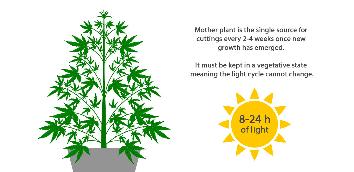 Can You Clone Autoflowering Plants?: What are mother plants Can You Clone Autoflowering Plants?: What are mother plants
