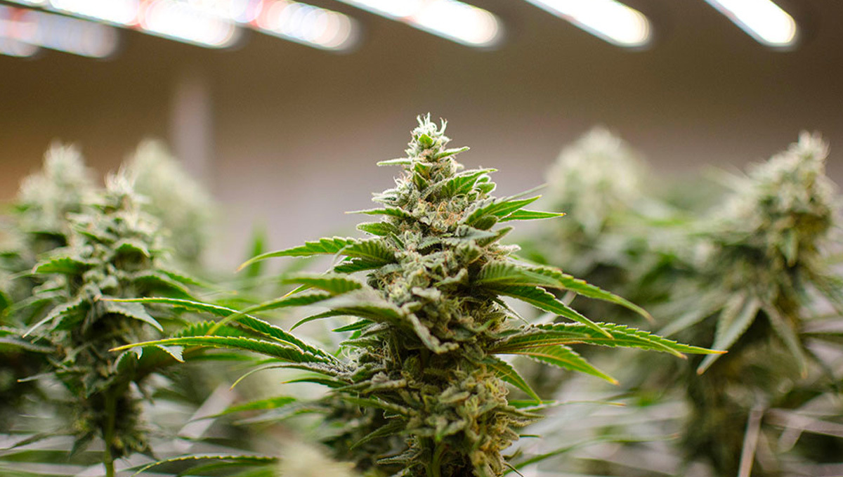 Best light schedule for flowering: indoors