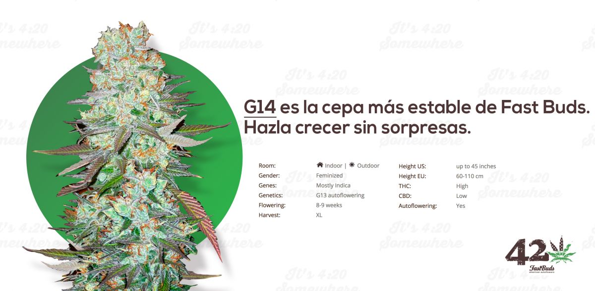 Fast Buds' Autoflowering G13, AKA G14