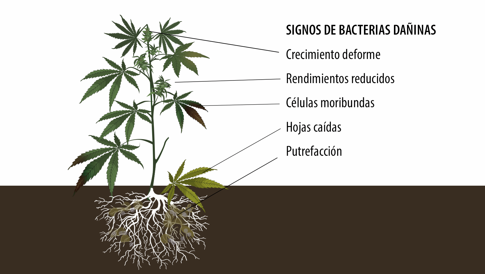  Beneficios de los microorganismos: signos de bacterias dañinas.
