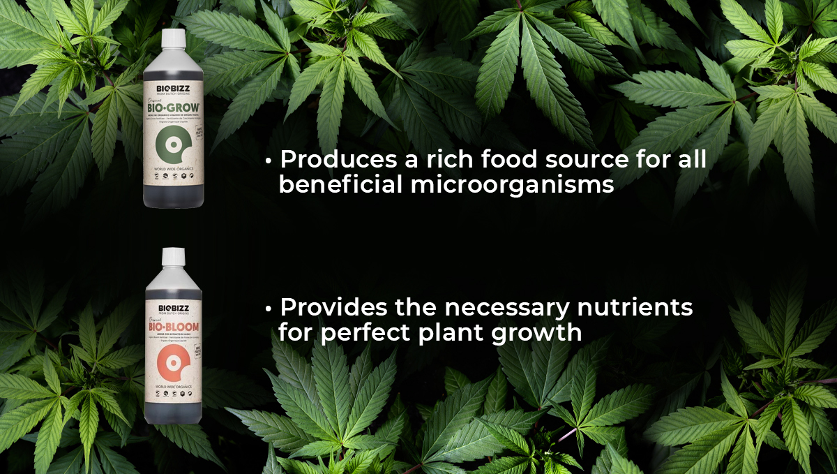 Biobizz feeding schedule: biogrow and biobloom Biobizz feeding schedule: biogrow and biobloom