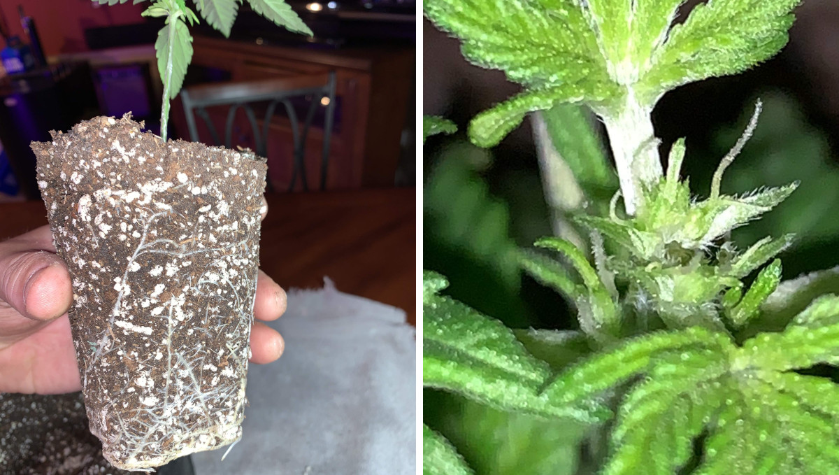 Gelato Auto Cannabis Strain Week-by-Week Guide: Repotting from a solo cup and topping Gelato Auto Cannabis Strain Week-by-Week Guide: Repotting from a solo cup and topping