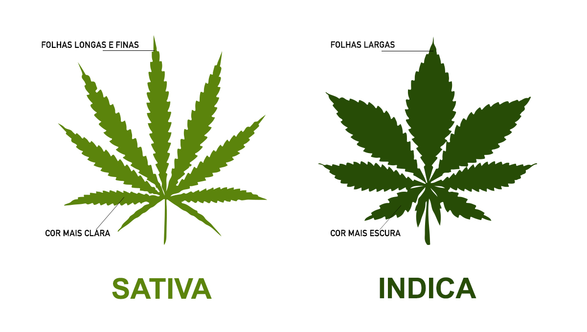 Sativa vs indica: folhas Sativa vs indica: folhas