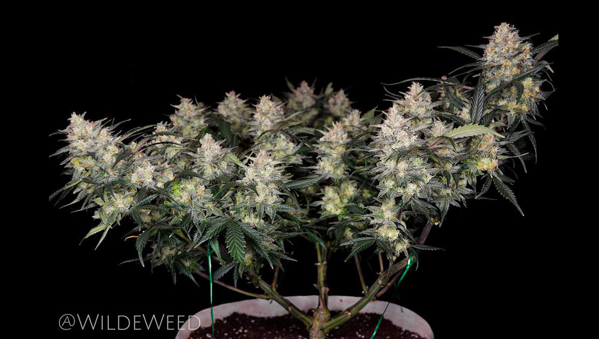 Gelato auto Gelato auto