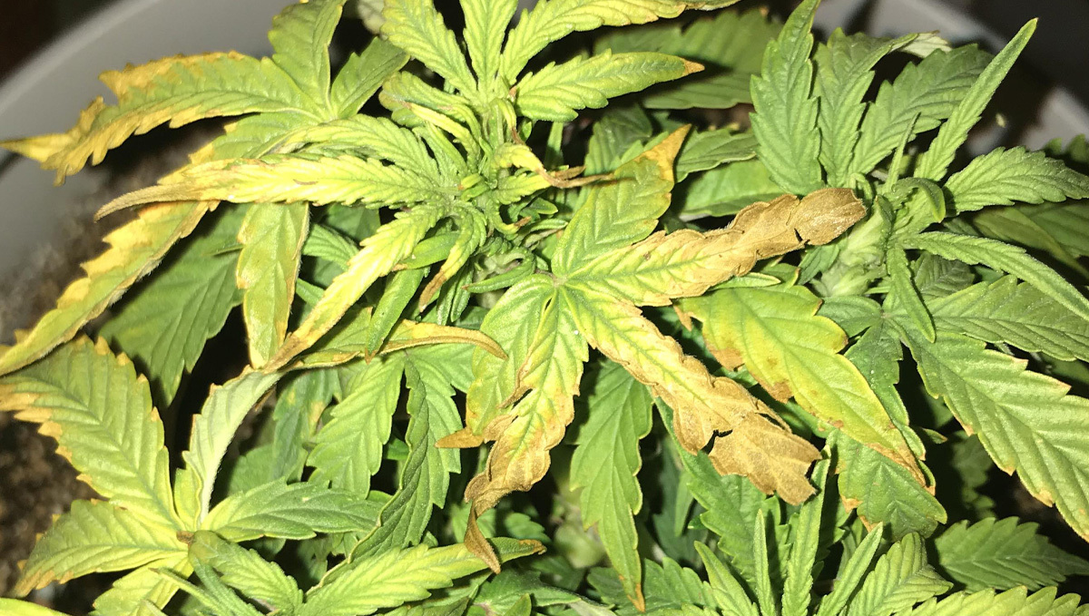 Prevent And Treat Nutrient Lockout: symptoms Prevent And Treat Nutrient Lockout: symptoms