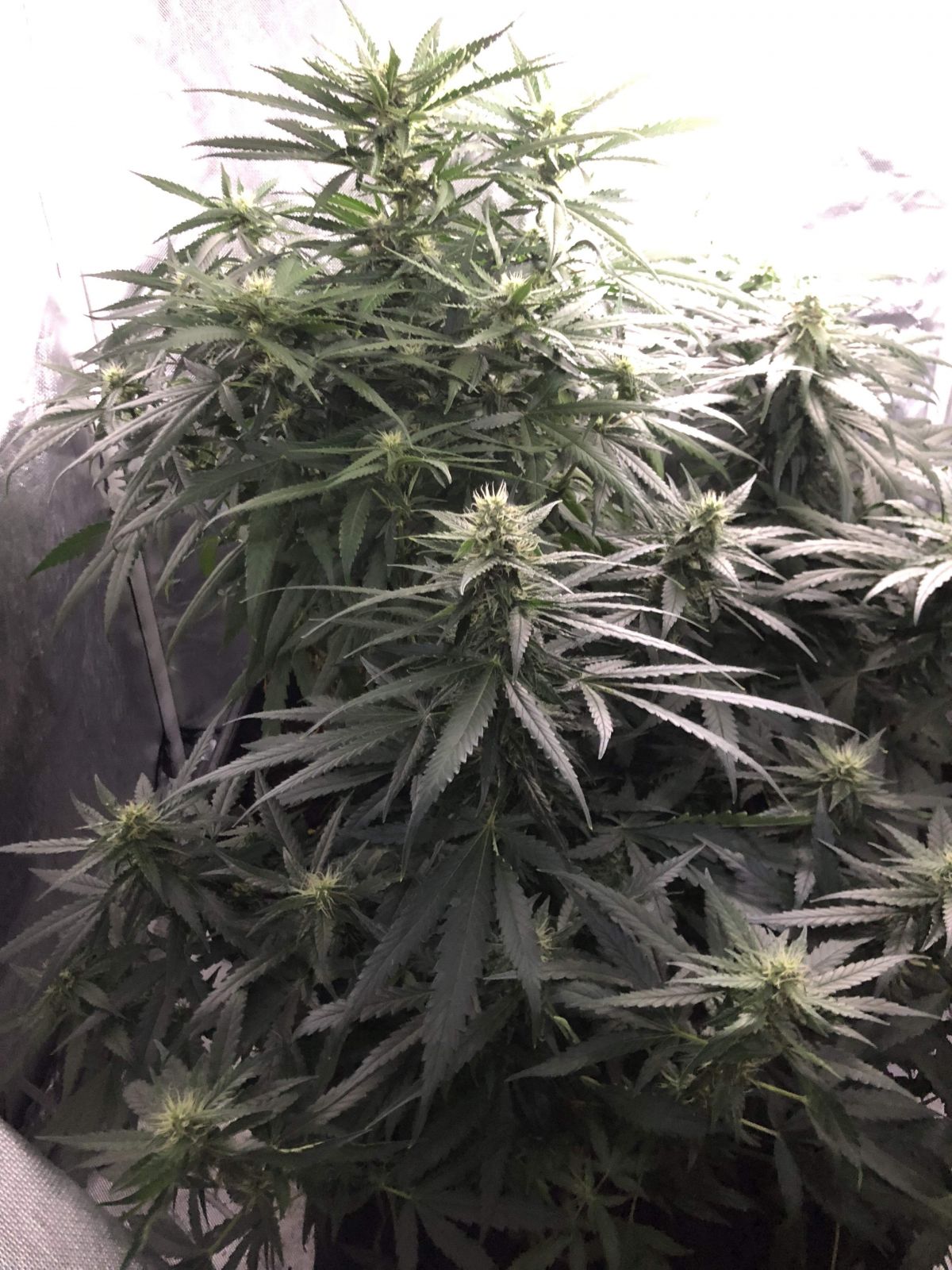 planta de canabis crescută