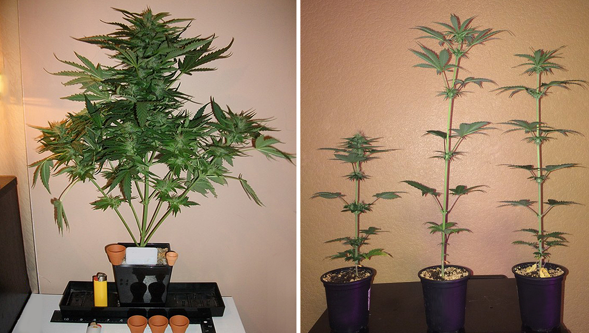 Micro Growing Cannabis: pot size Micro Growing Cannabis: pot size