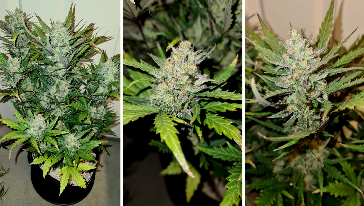 Chemdawg auto guide: week 8 Chemdawg auto guide: week 8